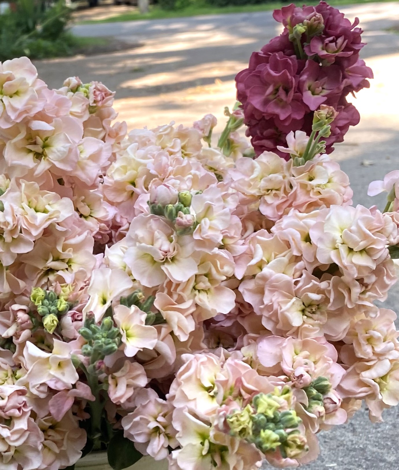 2025 Summer Flower Subscription – Florista of West Olive